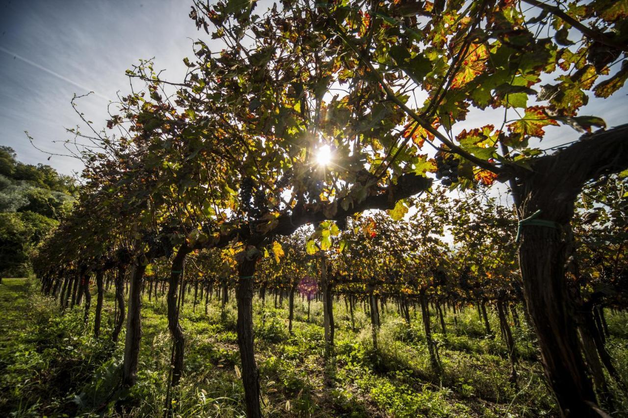 Agriturismo Le Volpi Baone Eksteriør billede